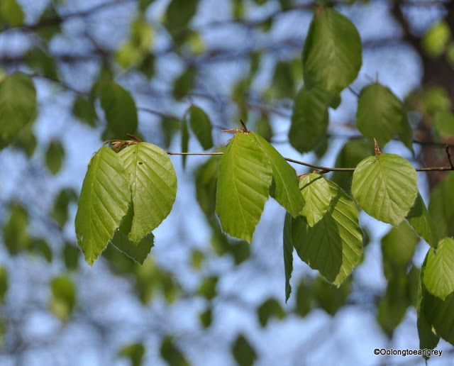 Spring in the forest, Hofheim, Germany