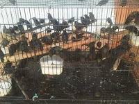 penjual burung (Andry Bird Shop Panjalu)