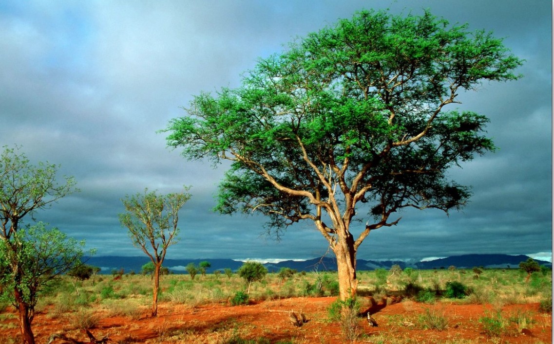 African Safari Landscape