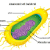 Pengertian Bakteri Salmonella dan Ciri-Ciri Bakteri Salmonella