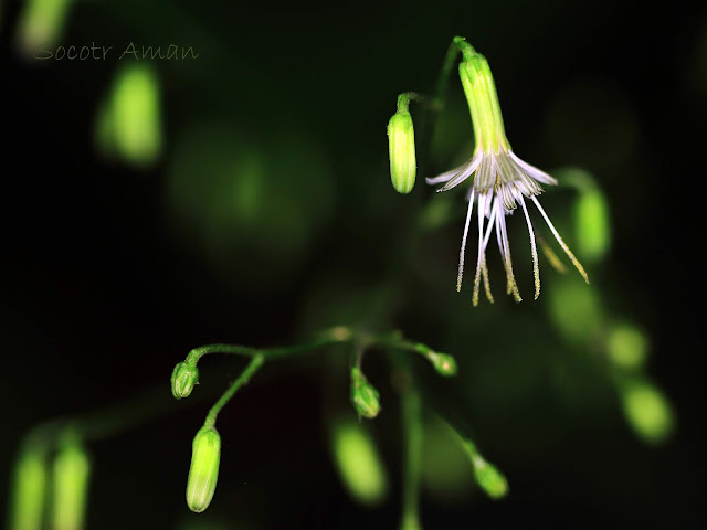 Prenanthes acerifolia