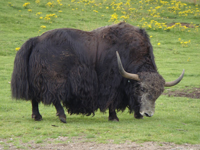 Yak 