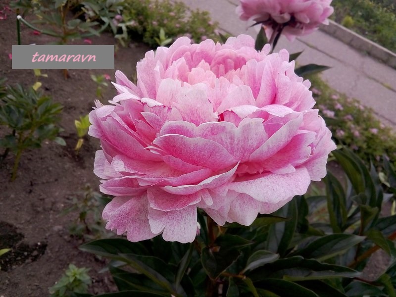 Пион 'The Fawn' (Paeonia 'The Fawn')