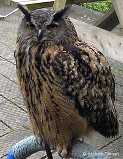 Eagle owl