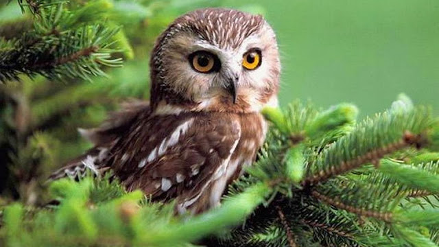 Owl HD Wallpaper