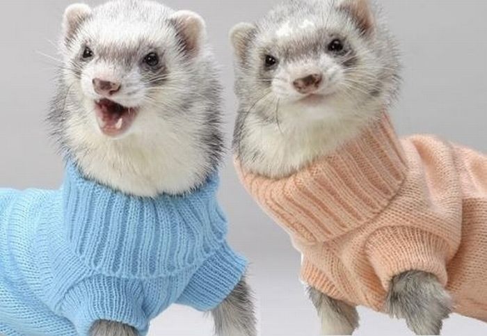 Most Funny Ferrets in Sweaters Seen On www.coolpicturegallery.us