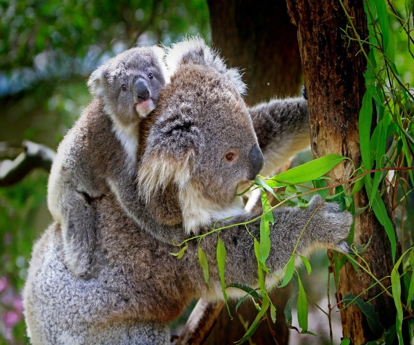 https://www.bioorbis.org/2019/02/quem-sao-marsupiais-mamiferos.html