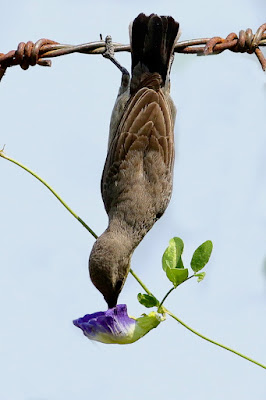 " Purple Sunbird (Cinnyris asiaticus) female,hanging upside down drawing nectar from a purple flower."