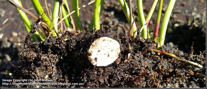 clean rhizome