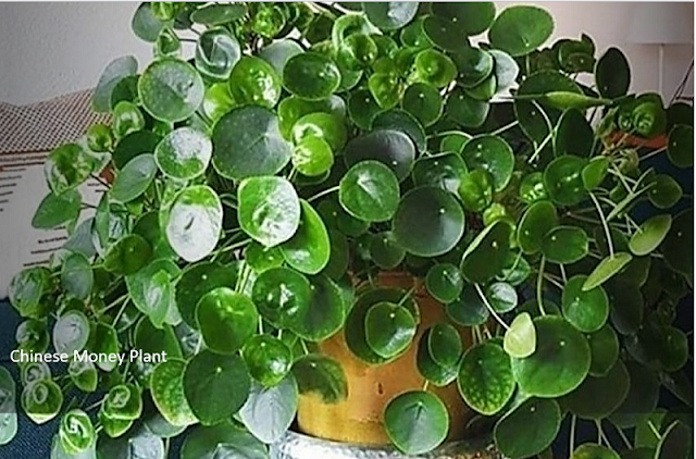 how to care for a chinese money plant and how to propagate chinese money plant