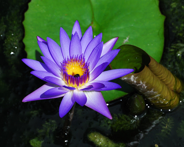 Nenúfar azul (Nymphaea caerulea)