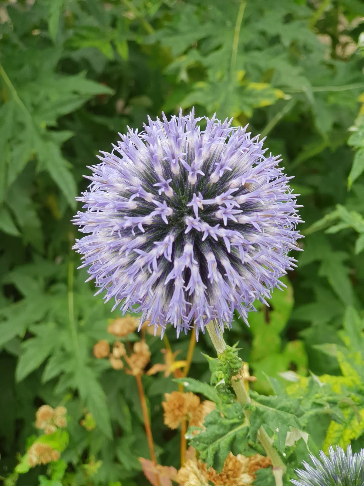 Summer flowers