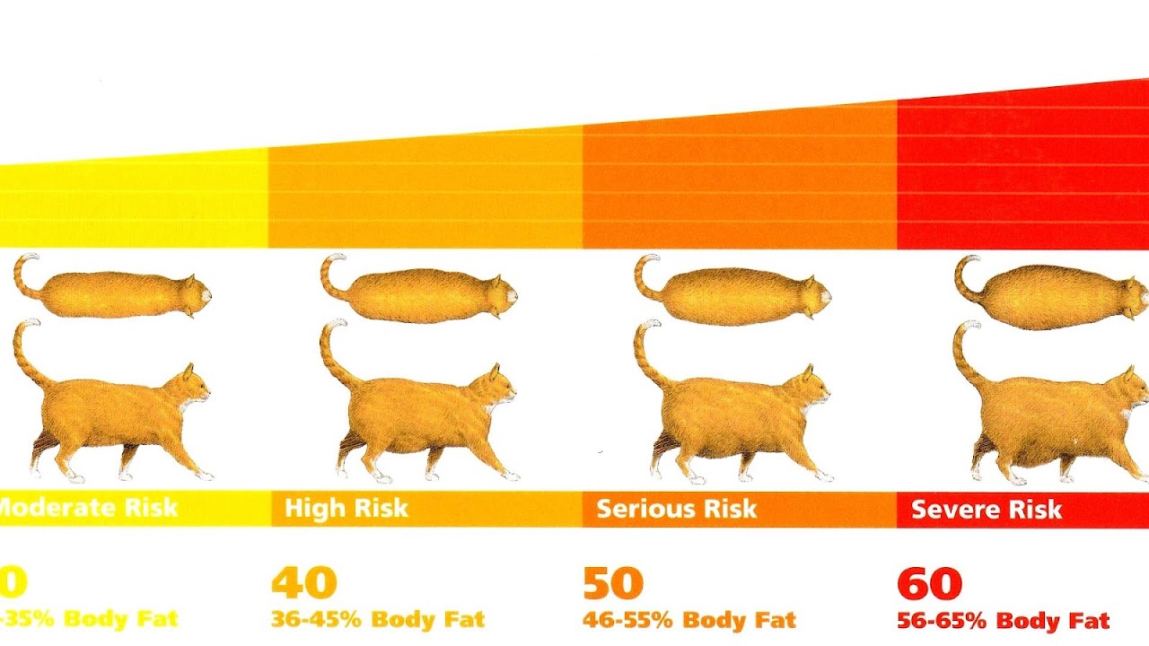 Body fat percentage Index