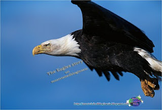 The Eagle's Story, Eagle Protection, Eagles