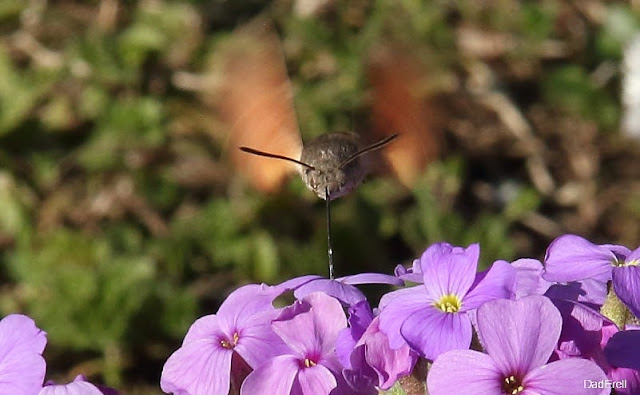 Sphinx-colibri butinant une aubriette