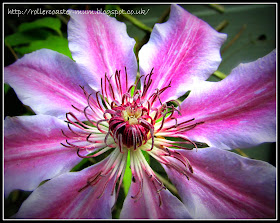 Purple and white Clematis flower