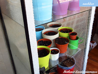 Klingsbo Vitrine als Balkon-Gewächshaus