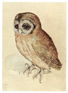 Albrecht Duerer's Small Owl