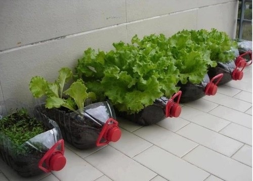 Ecotrecos Plantando alface em vaso jardineira ou garrafa PET na 