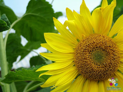 Beautiful Sunflower Desktop Wallpapers