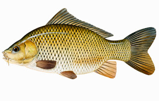  Ikan Mas yaitu type ikan yang begitu popular di kelompok orang Inilah Racikan Resep Umpan Ikan Mas Saat Musim Hujan Terampuh