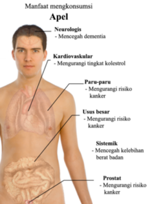 Manfaat Apel Bagi Tubuh Manusia