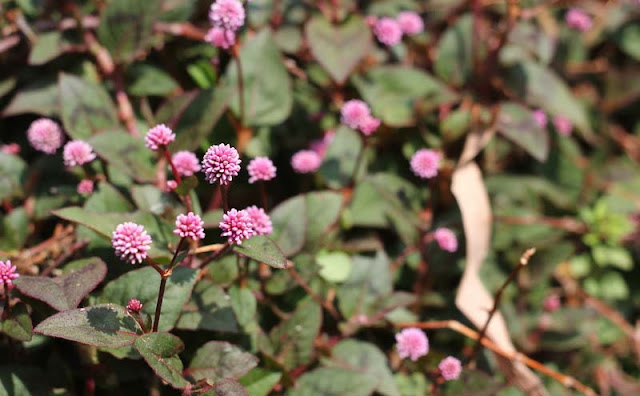 Persicaria Capitata Flowers Pictures