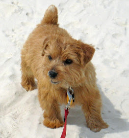 Norfolk Terrier Puppy Picture