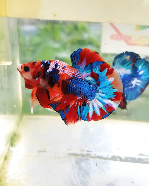 Ikan Cupang Punya Khasiat Bagi Kesehatan Benarkah Nah Kan Ikan Cupang Punya Khasiat Bagi Kesehatan Benarkah Nah Kan