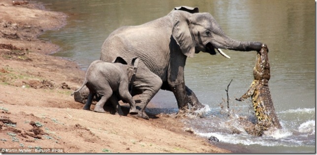 elephantvscroc