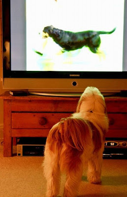 Pets watching TV Seen On www.coolpicturegallery.us