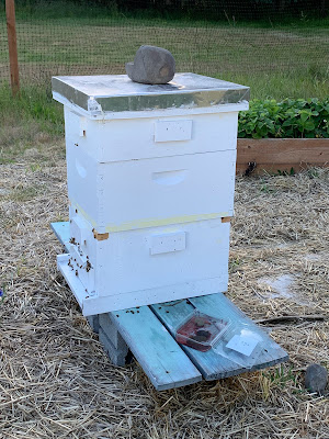 Langstroth honeybee hive with three boxes