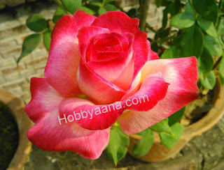 rose gulab