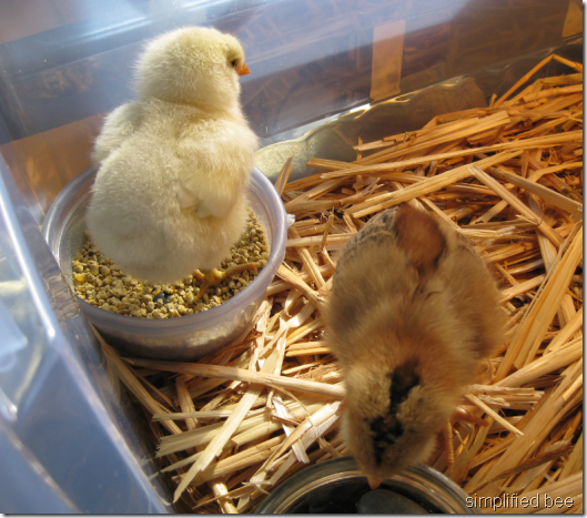 baby chicks