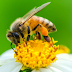 How to Increasing use of alarming / insecticide poison for bees