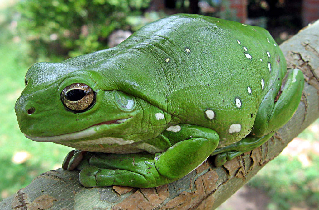 SIKLUS KEHIDUPAN KATAK  YANJUZ