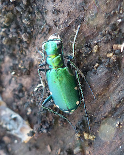 Cicindèle à six points - Cicindela sexguttata 