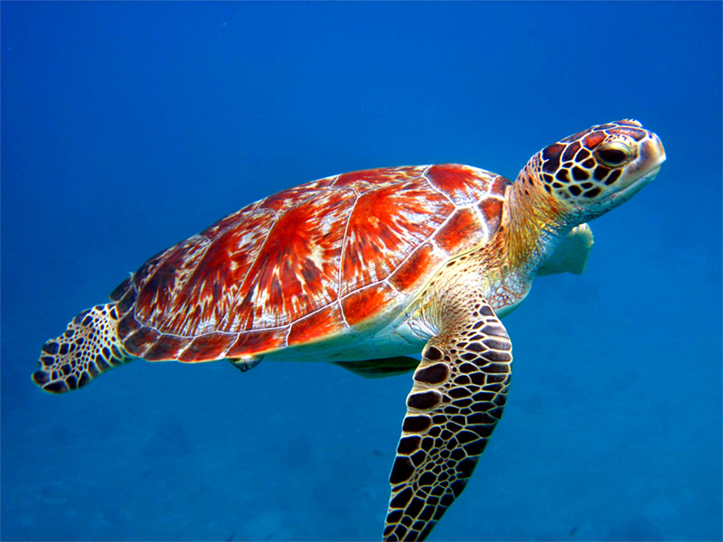 sea turtle red