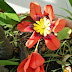 Sparaxis tricolor, Flor de Arlequín