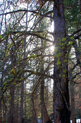 lichen on tree branches