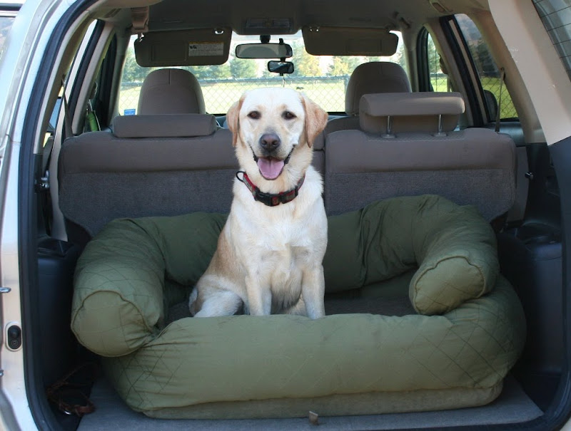cabana smiling while sitting on her green dog bed in the back of the car with door open, her bed has a channeled bolster around three edges, making it a bit like a mini couch
