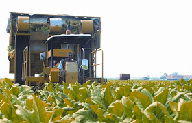 batch of tobacco