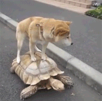 gif cachorro em cima de uma tartaruga andando