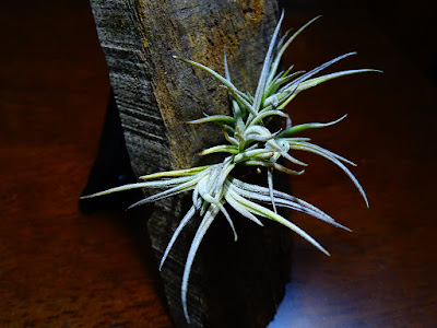 Tillandsia bandensis care and culture