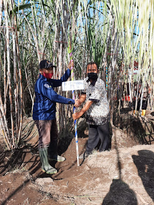 RITUAL SELAMATAN PENGANTIN TEBU PG ASEMBAGUS