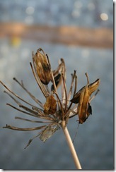 bloggebilder 010