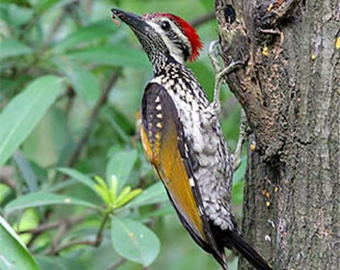 Amazing Pictures of Animals, Photo, Nature, Incredibel, Funny, Zoo, Greater Flameback, Chrysocolaptes guttacristatus, Bird,Alex (14)