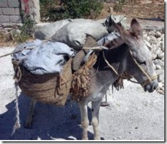 donkey