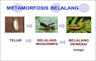 Metamorfosis Belalang : Tahap, Gambar, dan Penjelasannya