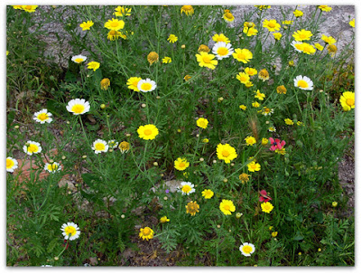 flores silvestres, margaritas